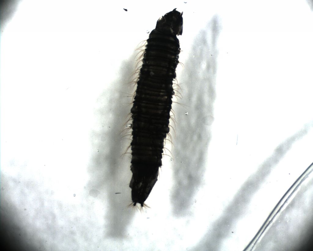 Larva